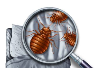 proteggere il nostro sonno da cimici e parassiti del letto