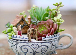 giardini in miniatura