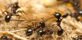 rimedi-naturali-contro-formiche