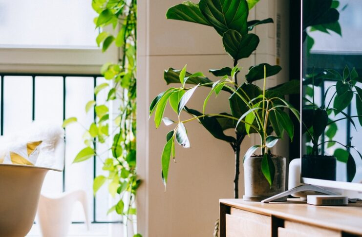 come prendersi cura delle piante in casa